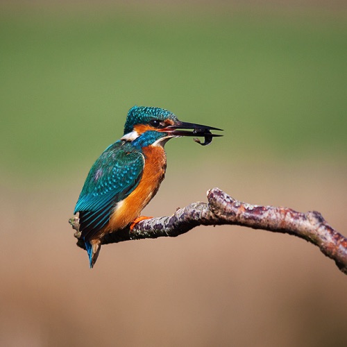 Kingfisher with Fish.jpg Kingfisher with Fish.jpg